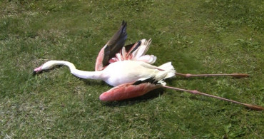 Sahilde Telef Olmuş 9 Flamingo Bulundu
