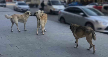 Sahipsiz köpeklerin tamamı yıl sonuna kadar barınaklara alınacak