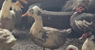 Sakarya'da Kaçak Hayvan Operasyonu: 50'den Fazla Hayvan Ele Geçirildi