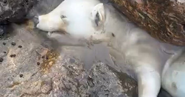 Sakarya'da Kutup Ayısı Sanılan Hayvanın Gerçek Kimliği Ortaya Çıktı