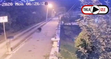 Sakarya'da Mahalleye Ayı İndi