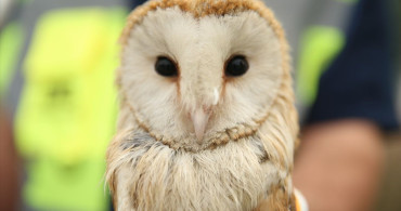 Sakarya'da Peçeli Baykuşun Kurtuluşu