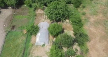 Sakarya'da serada gizlenen Hint kenevirleri dron destekli operasyonla yakalandı