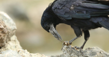 Sakarya'daki Gölya Tabiat Parkı'nda Evcilleşen Karga