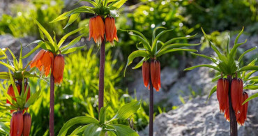 Sakız Dağı’nda Ters Laleler Bahar Güzelliği Sunuyor