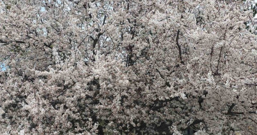 Saklıgöl'ün İlkbahar Güzellikleri