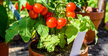 Saksıda Domates Yetiştirmenin En Kolay Yolları