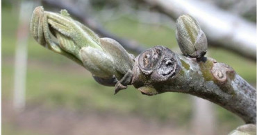 Salihli'de Ceviz Üreticilerine Antraknoz Uyarısı