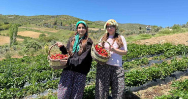Salihli'de Gönüllü Gençler Çilek Hasadı Yaptı