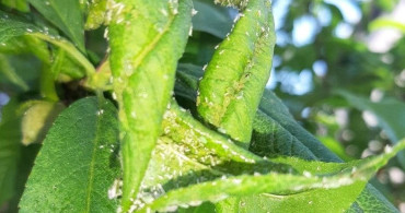 Salihli'de Meyve Üreticilerine Çil ve Filiz Güvesi Uyarısı