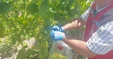 Salihli'de pestisit kalıntısına sıkı denetim