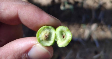 Salihli'de Zeytin Güvesi İle Mücadele Uyarısı