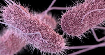 Salmonella salgını nedir, başladı mı? İngiltere'de 63 vaka tespit edildi