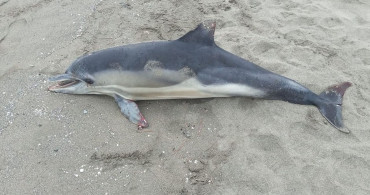 Samsun Atakum'da Sağlık Sorunu: Ölü Yunus Kıyıya Vurdu