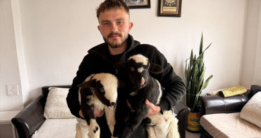 Samsun'da Çiftçinin Özenle Bakıp Büyüttüğü Kuzular