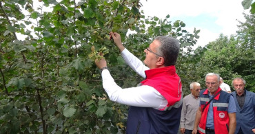 Samsun'da Fındık Rekoltesi 91 Bin 500 Ton Bekleniyor