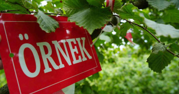Samsun'da fındıkta rekolte tespit çalışmaları başladı