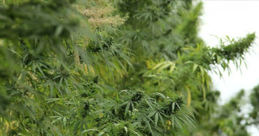 Samsun'da Kenevir Tohumunun Hasat Zamanı