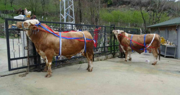 Samsun'da Kurbanlık Satışları Başladı