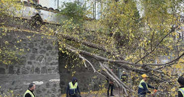 Samsun'da Kuvvetli Rüzgar Ağaç Devrildi