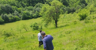 Samsun'da Salep Üretiminde Denetim ve Gelişim