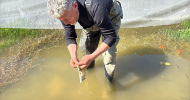 Samsun'da Tıbbi Sülük Avcıları Soğuk Suya Dalıyor