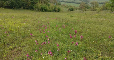 Samsun'da Yağmur Bereketi: Salep ve Mantarlar Büyüdü