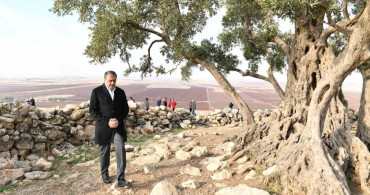 Şanlıurfa’da 1314 yıllık zeytin ağacının çevre düzenlemesi yapılıyor