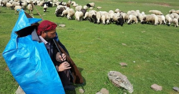 Şanlıurfa'da 5 Bin Liraya Çalışacak Çoban Bulunamıyor