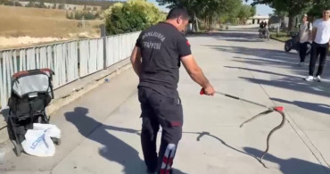 Şanlıurfa’da bebek arabasına ağaçtan yılan düştü