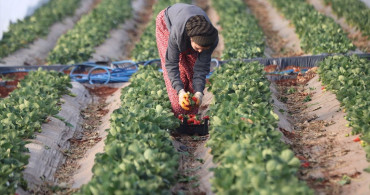 Şanlıurfa'da Çilek Yetiştiriciliği: 60 Dekar Üretim alanıyla Başarı Hikayesi