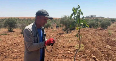 Şanlıurfa'da fıstık aşılama dönemi başladı