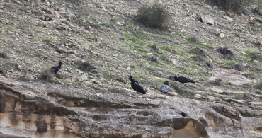 Şanlıurfa'da Kelaynaklar Doğaya Salındı