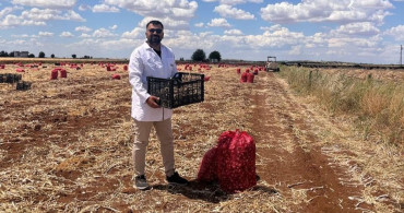 Şanlıurfa’da sarımsak hasadı devam ediyor