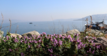 Sapanca’nın Bitki Hafızası Bilimle Korunuyor: 112 Tür Belgelendi