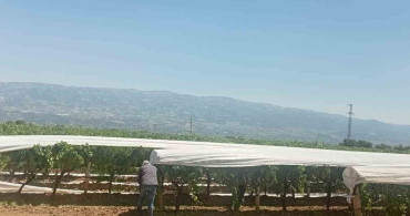 Sarıgöl Ovası beyaz örtüyle koruma altına alınıyor