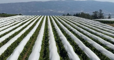 Sarıgöl Ovası Beyaza Bürünüyor: Üzüm Bağları Koruma Hazırlıkları Başladı