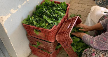 Sarıgöl'de taze bağ yaprağı fiyatları 35-40 TL bandına düştü