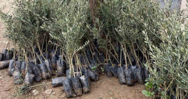 Sarıgöl'de Trilye Zeytin Fidanlarına Yoğun İlgi