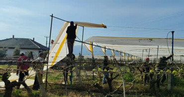 Sarıgöl'de Üzüm Bağları için Koruma Çalışmaları Başladı