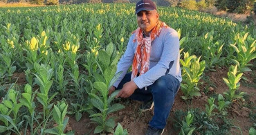 Sarıgöl'de yeni mahsul tütün hasadı başladı