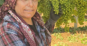 Sarıgöl'ün üzüm salkımları göz kamaştırıyor