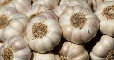 Sarımsak Sivilceye İyi Gelir mi? - Sarımsak ve Bal Karışımının Faydaları Nedir?