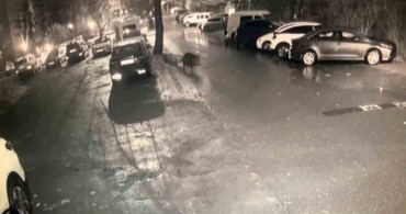 Sarıyer'de Aç Kalan Domuzlar Hastane Bahçesine Kadar İndi