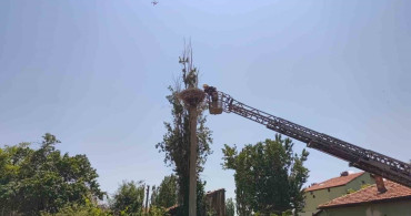 Şarkışla'da ipe dolanan leyleğe itfaiye müdahalesi