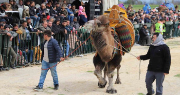 Saruhanlı Deve Güreşleri Festivali Coşkuyla Gerçekleşti