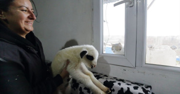 Şehirden Köye Dönüş: Elif Dağlı'nın Hayvancılık Serüveni