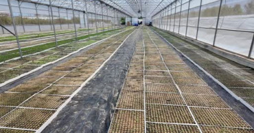 Şehrin Güzelliği İçin Kendi Üretimimiz: Ordu'da Çiçekler Açıyor