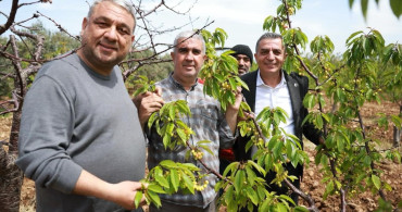 Şehzadeler'de Kiraz Hasadı Öncesi Üretici Buluşması