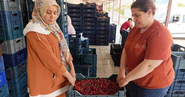 Selendi'nin Kirazları Avrupa'ya Ulaşıyor